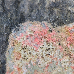 Marchandiomyces corallinus