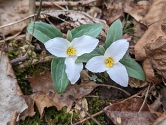 Trillium nivale