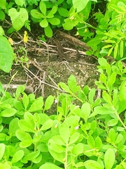 Pholidobolus montium