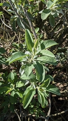 Salvia apiana