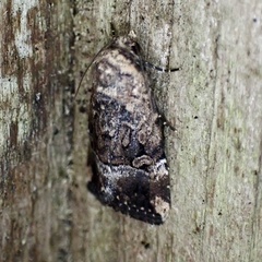 Elaphria chalcedonia