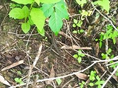 Pholidobolus montium