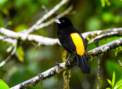 Ramphocelus flammigerus
