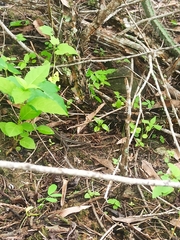 Pholidobolus montium