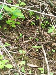 Pholidobolus montium