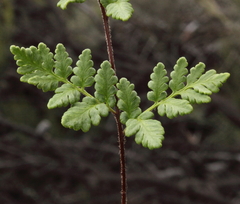 Cheilanthes sieberi sieberi