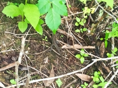 Pholidobolus montium