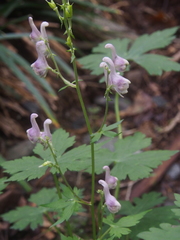 Aconitum loczyanum