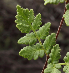 Cheilanthes sieberi sieberi