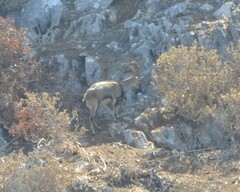 Capra hircus cretica