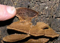 Gloeophyllum abietinum