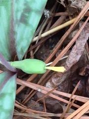 Erythronium umbilicatum