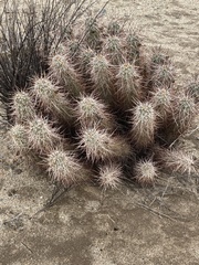 Echinocereus engelmannii