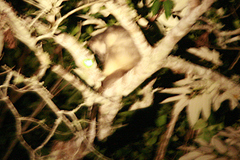 Dendrolagus lumholtzi