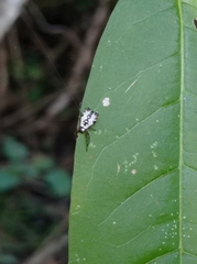 Micrathena saccata