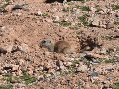Xerospermophilus tereticaudus