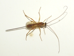 Macrocentrinae