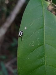 Micrathena saccata
