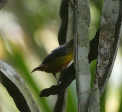 Euphonia gouldi