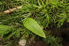 Smilax glyciphylla
