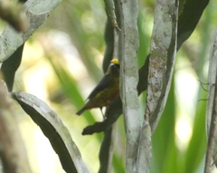 Euphonia gouldi