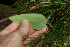 Smilax glyciphylla