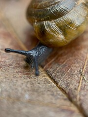 Ventridens ligera