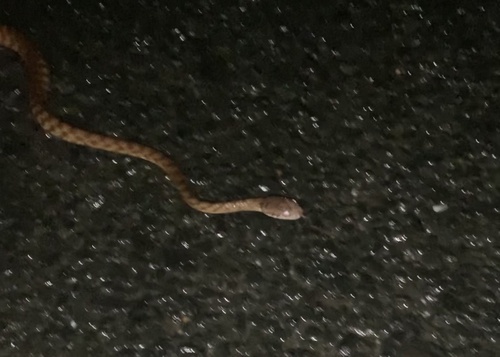 Brown Tree Snake sighting