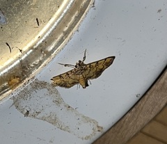 Lamprosema tampiusalis