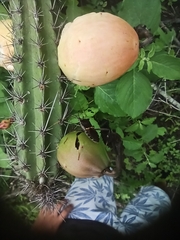 Leptoglossus zonatus