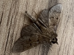 Omiodes tristrialis