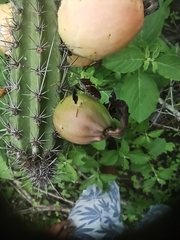 Leptoglossus zonatus