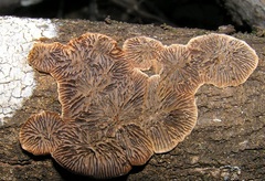 Gloeophyllum abietinum