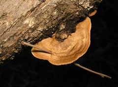 Gloeophyllum abietinum