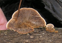 Gloeophyllum abietinum