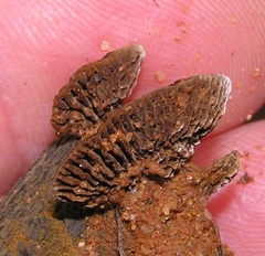 Gloeophyllum abietinum