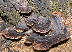 Gloeophyllum abietinum