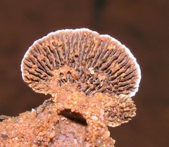 Gloeophyllum abietinum