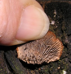 Gloeophyllum abietinum