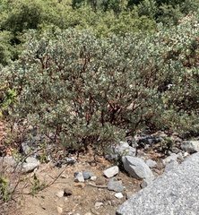 Arctostaphylos viscida