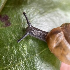 Ventridens ligera