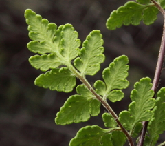 Cheilanthes sieberi sieberi