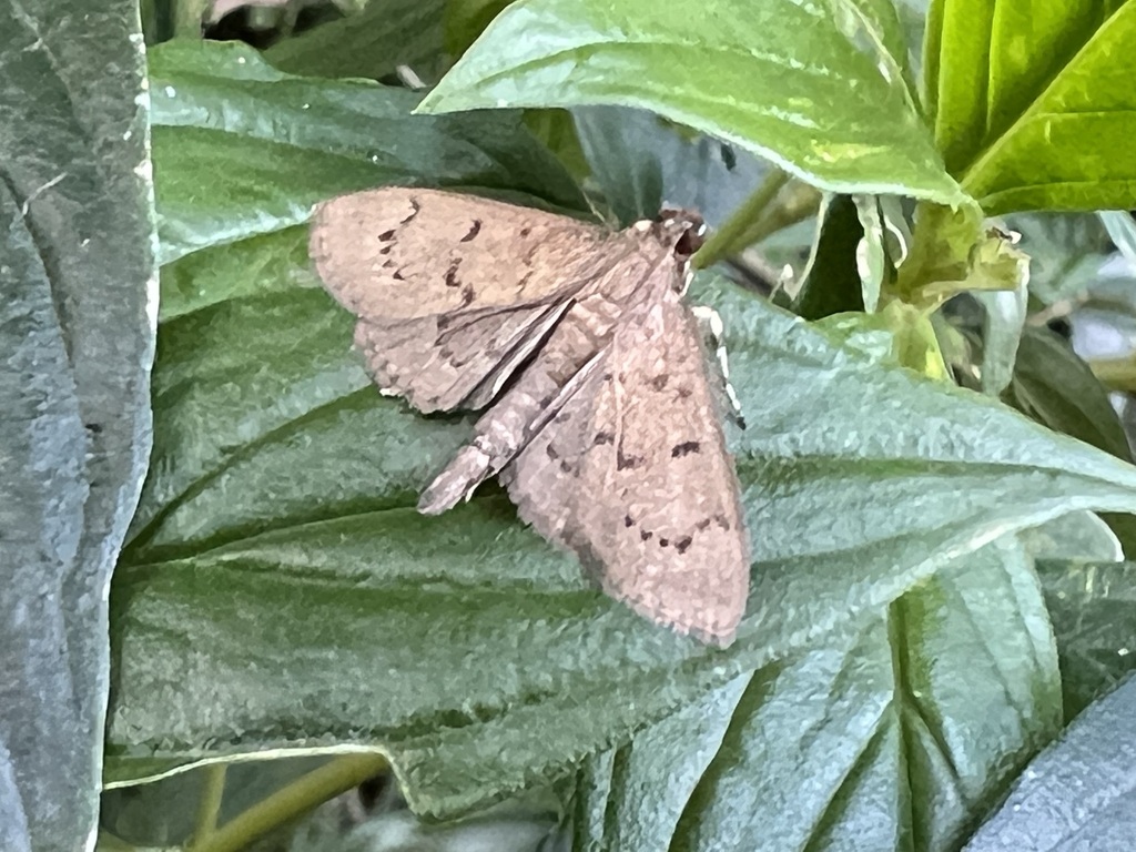 Grass Webworm Moth From Busuanga Palawan Philippines On January 30   Large 