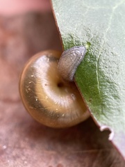 Ventridens ligera