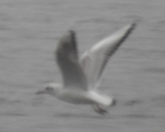 Chroicocephalus ridibundus