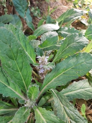 Ajuga