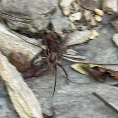 Uliodon albopunctatus