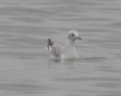Chroicocephalus ridibundus