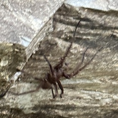 Uliodon albopunctatus