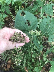 Ageratina roanensis